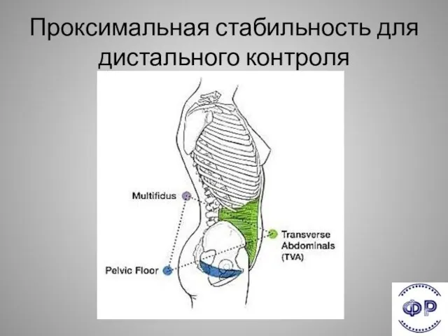 Проксимальная стабильность для дистального контроля