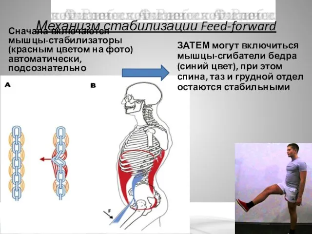 Механизм стабилизации Feed-forward Сначала включаются мышцы-стабилизаторы (красным цветом на фото) автоматически,