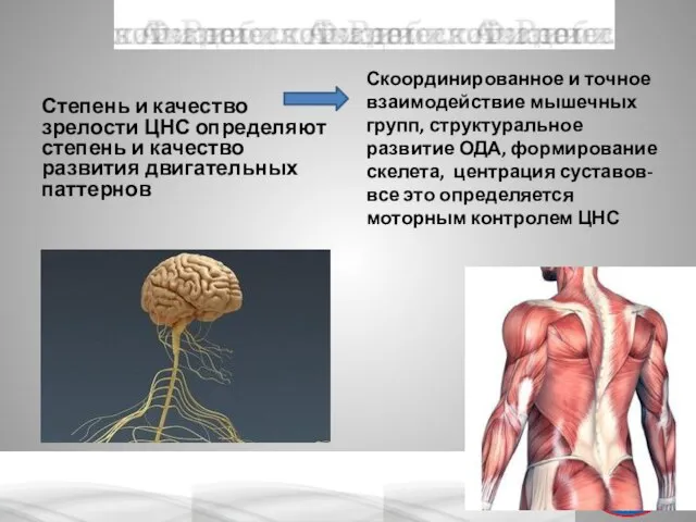 Степень и качество зрелости ЦНС определяют степень и качество развития двигательных