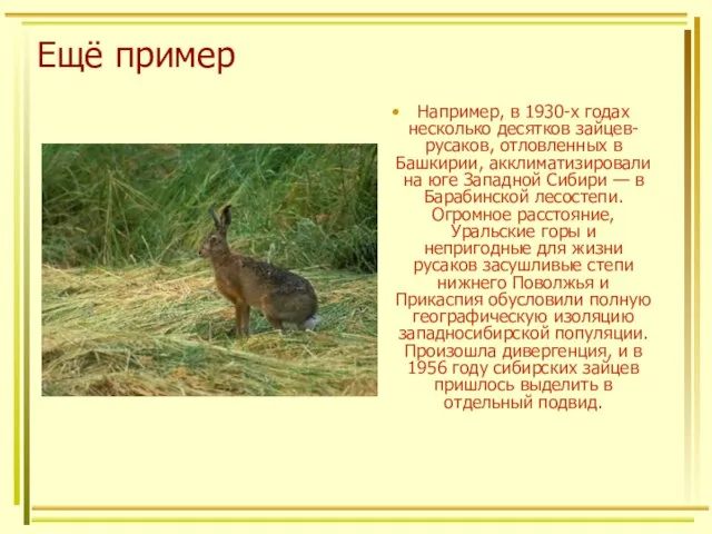 Ещё пример Например, в 1930-х годах несколько десятков зайцев-русаков, отловленных в
