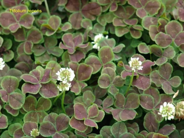 Trifolium repens