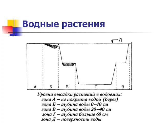 Водные растения