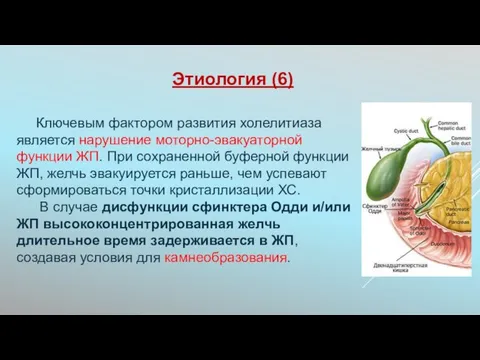 Ключевым фактором развития холелитиаза является нарушение моторно-эвакуаторной функции ЖП. При сохраненной