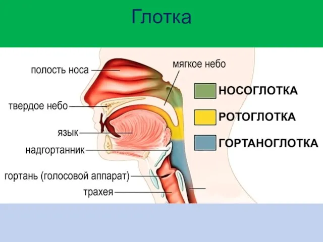 Глотка