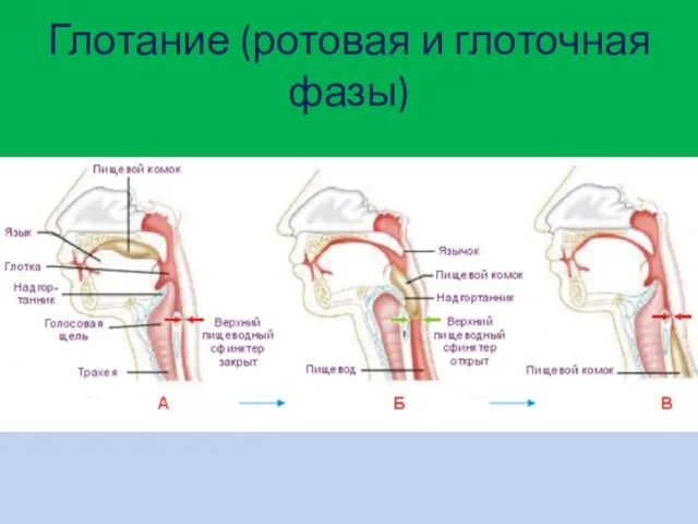 Глотание (ротовая и глоточная фазы)