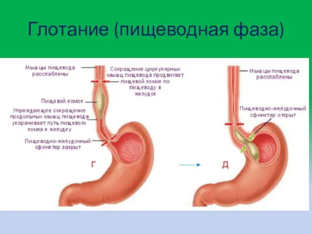 Глотание (пищеводная фаза)