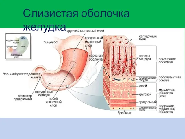 Слизистая оболочка желудка