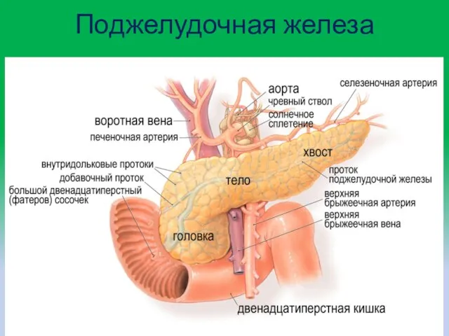 Поджелудочная железа