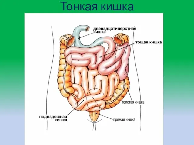 Тонкая кишка