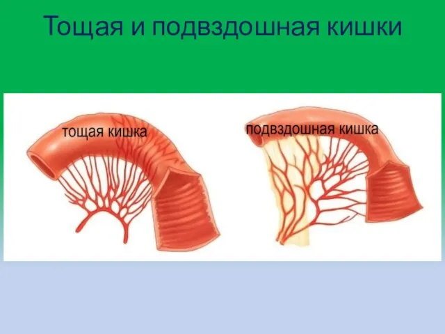 Тощая и подвздошная кишки