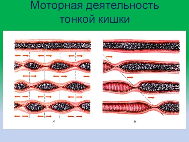 Моторная деятельность тонкой кишки