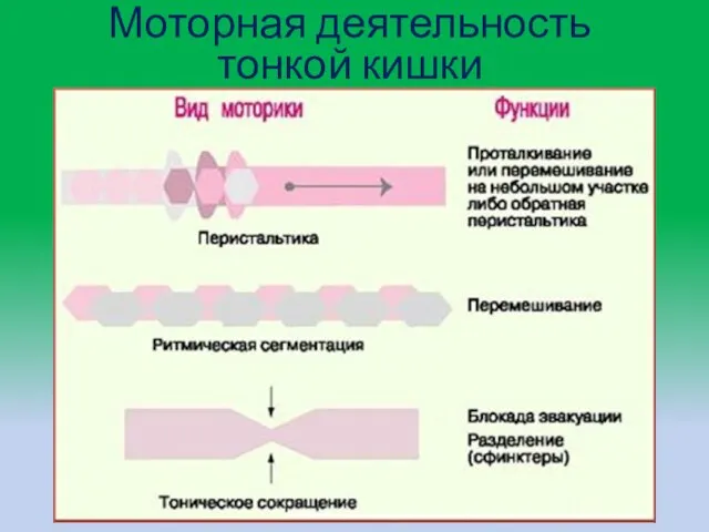 Моторная деятельность тонкой кишки