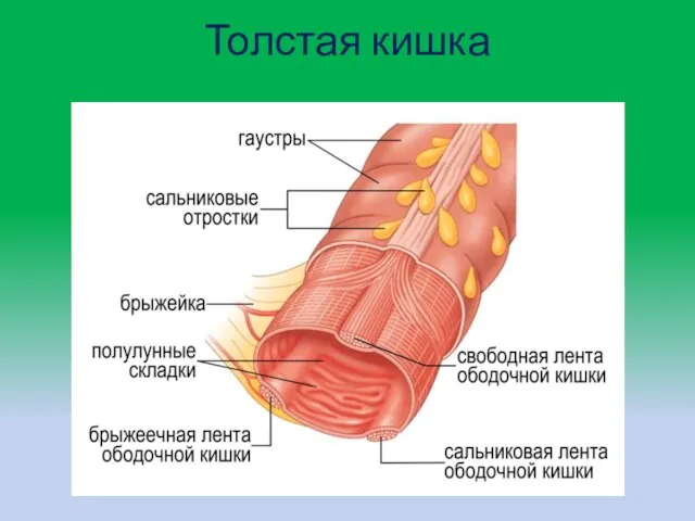 Толстая кишка