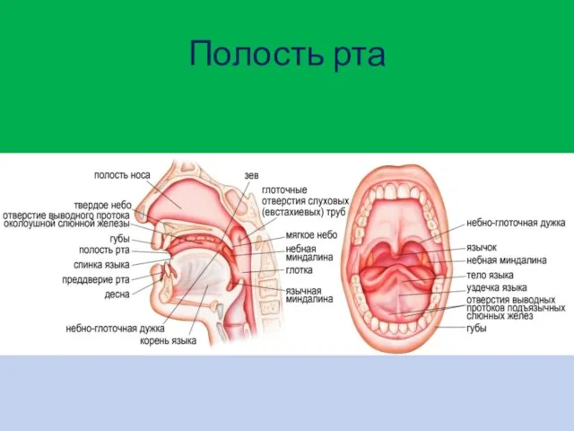 Полость рта