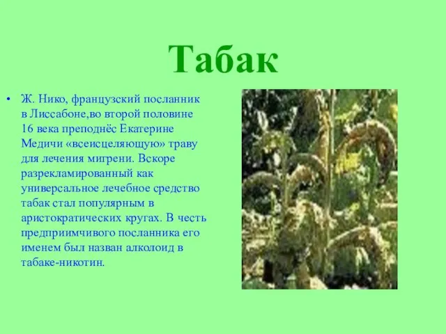 Табак Ж. Нико, французский посланник в Лиссабоне,во второй половине 16 века