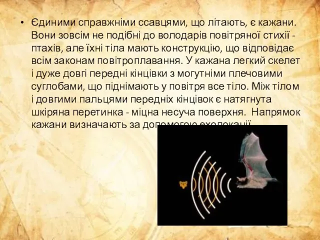 Єдиними справжніми ссавцями, що літають, є кажани. Вони зовсім не подібні