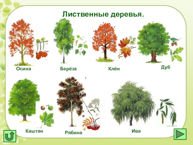 Лиственные деревья. Осина Берёза Клён Дуб Каштан Рябина Ива