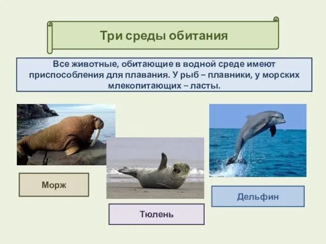 Три среды обитания Тюлень Все животные, обитающие в водной среде имеют