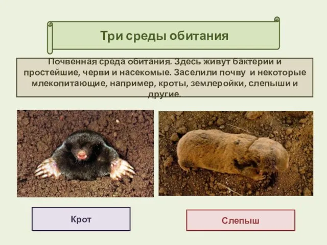 Три среды обитания Крот Почвенная среда обитания. Здесь живут бактерии и