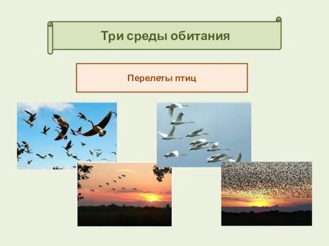 Три среды обитания Перелеты птиц