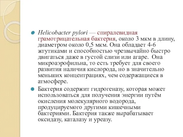 Helicobacter pylori — спиралевидная грамотрицательная бактерия, около 3 мкм в длину,