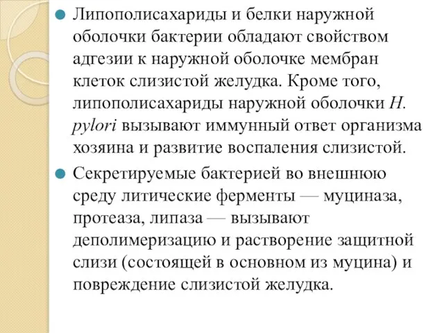 Липополисахариды и белки наружной оболочки бактерии обладают свойством адгезии к наружной