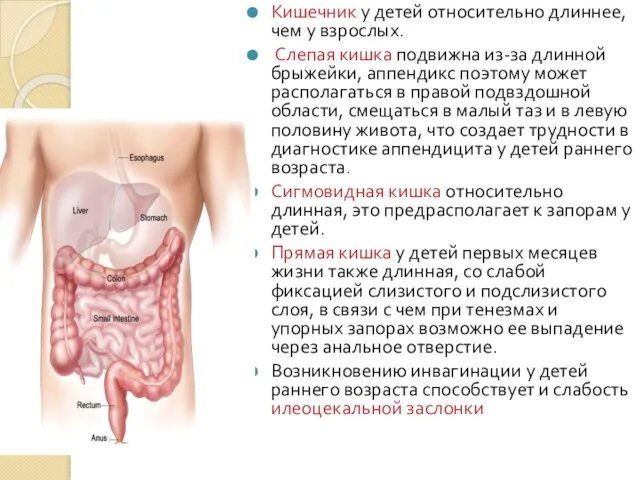 Кишечник у детей относительно длиннее, чем у взрослых. Слепая кишка подвижна