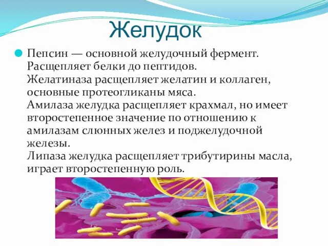 Желудок Пепсин — основной желудочный фермент. Расщепляет белки до пептидов. Желатиназа