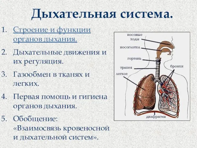 Дыхательная система. Строение и функции органов дыхания. Дыхательные движения и их