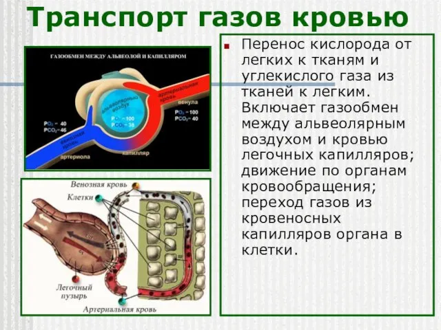 Транспорт газов кровью Перенос кислорода от легких к тканям и углекислого