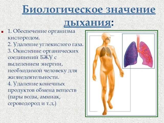 Биологическое значение дыхания: 1. Обеспечение организма кислородом. 2. Удаление углекислого газа.