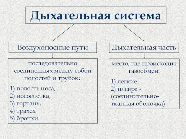 Дыхательная система Дыхательная часть Воздухоносные пути последовательно соединенных между собой полостей