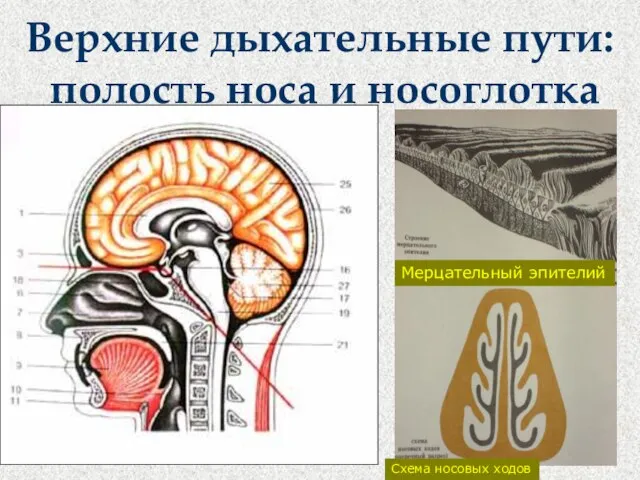 Верхние дыхательные пути: полость носа и носоглотка Схема носовых ходов Мерцательный эпителий