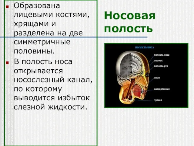 Носовая полость Образована лицевыми костями, хрящами и разделена на две симметричные