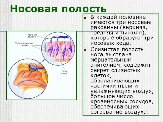 Носовая полость В каждой половине имеются три носовые раковины (верхняя, средняя