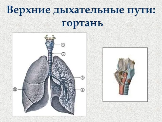 Верхние дыхательные пути: гортань