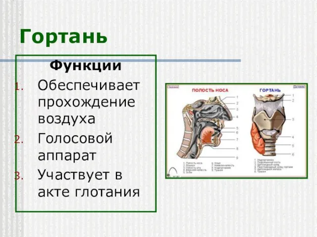 Гортань Функции Обеспечивает прохождение воздуха Голосовой аппарат Участвует в акте глотания