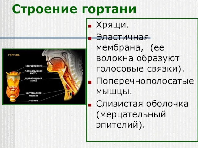 Строение гортани Хрящи. Эластичная мембрана, (ее волокна образуют голосовые связки). Поперечнополосатые мышцы. Слизистая оболочка (мерцательный эпителий).