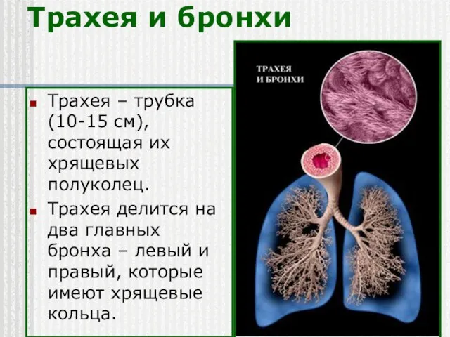 Трахея и бронхи Трахея – трубка (10-15 см), состоящая их хрящевых