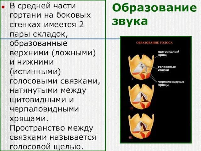 Образование звука В средней части гортани на боковых стенках имеется 2