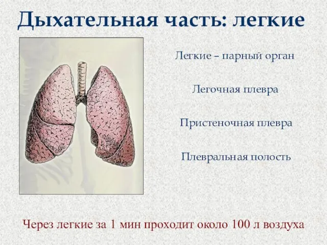 Дыхательная часть: легкие Легочная плевра Легкие – парный орган Пристеночная плевра