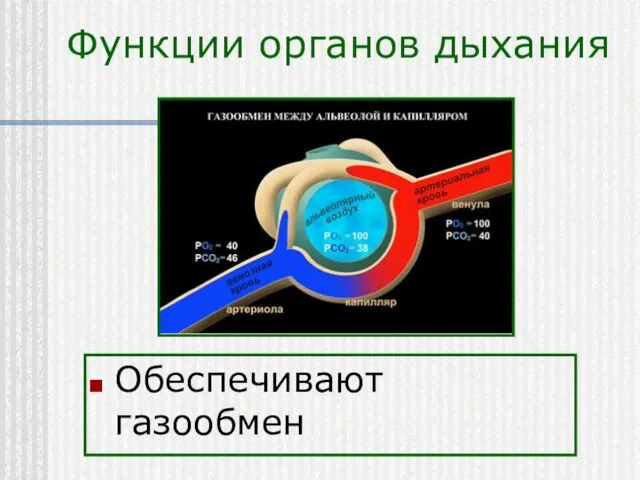 Функции органов дыхания Обеспечивают газообмен