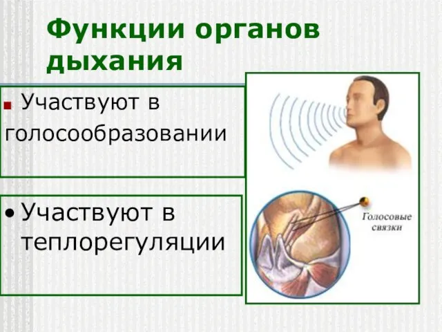 Функции органов дыхания Участвуют в голосообразовании Участвуют в теплорегуляции