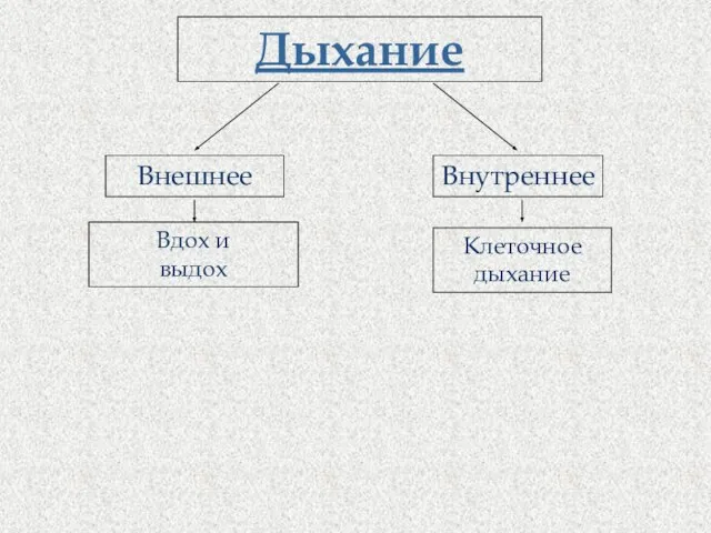 Дыхание Внутреннее Внешнее Вдох и выдох Клеточное дыхание