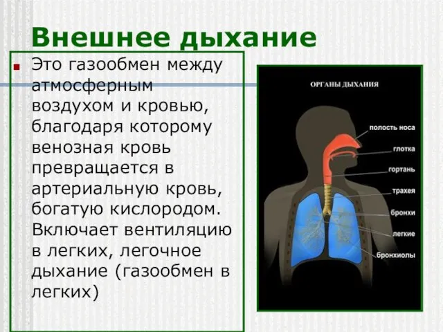 Внешнее дыхание Это газообмен между атмосферным воздухом и кровью, благодаря которому