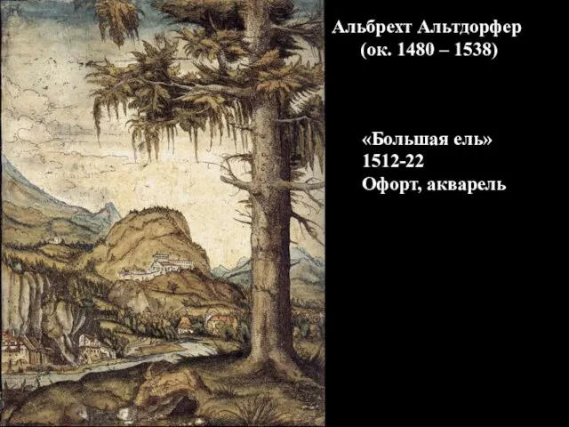 «Большая ель» 1512-22 Офорт, акварель Альбрехт Альтдорфер (ок. 1480 – 1538)