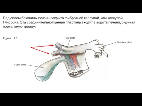 Под слоем брюшины печень покрыта фиброзной капсулой, или капсулой Глиссона. Эта