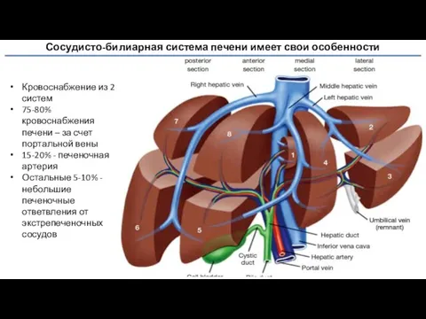 Сосудисто-билиарная система печени имеет свои особенности Кровоснабжение из 2 систем 75-80%