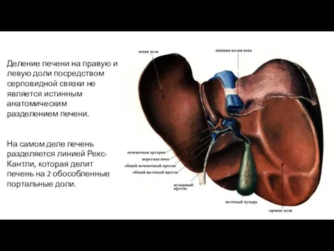 Деление печени на правую и левую доли посредством серповидной связки не