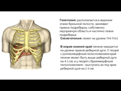 Скелетотопия: лежит на уровне Th9-Th11 Голотопия: располагается в верхнем этаже брюшной